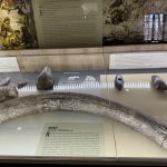 Mały Wawel w Suchej Beskidzkiej?