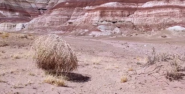 Pustynie, polarne pustkowia i obce planety. Ten robot przetrwa tam, gdzie łaziki wymiękają