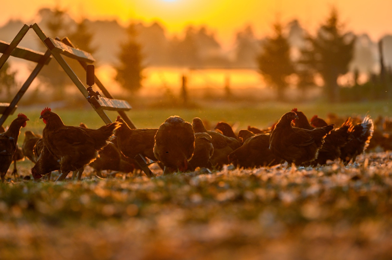 Badania naukowców z SGGW potwierdzają: Kurczak Zagrodowy ma więcej wartości odżywczych niż konwencjonalny brojler. To ważne dla naszego zdrowia!